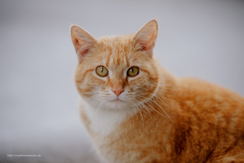 Tierfoto